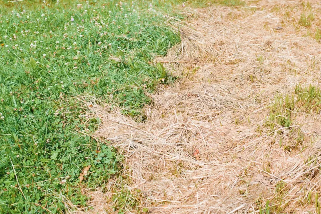 Green grass with clover on the left and dry brown grass on the right.